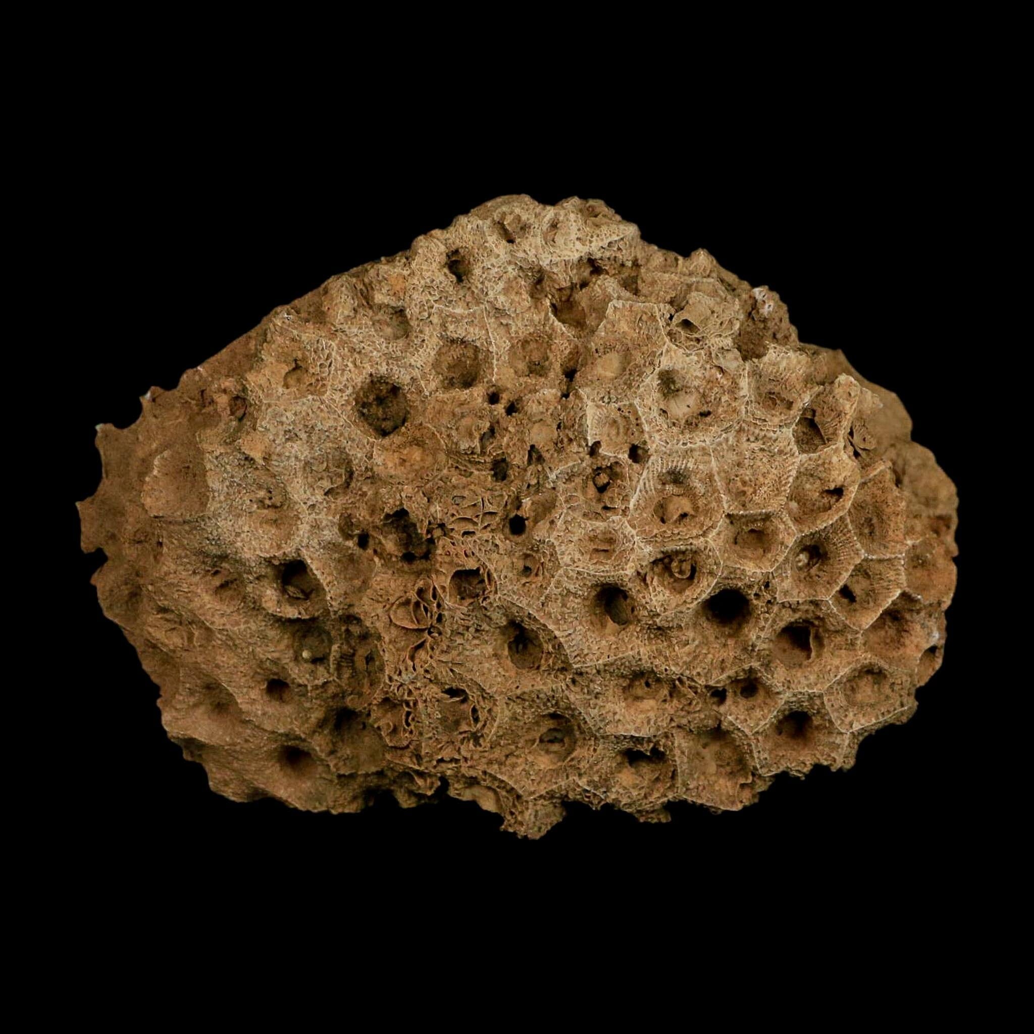 4.3" Colonial Rugose Coral Fossil Devonian Age Speed Quarry, Clark County, Indiana - Fossil Age Minerals