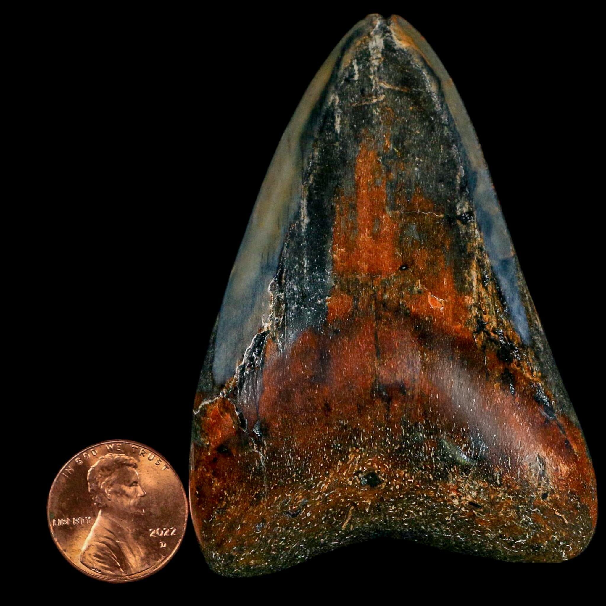 2.9" Quality Megalodon Shark Tooth Fossil Natural Miocene Age COA