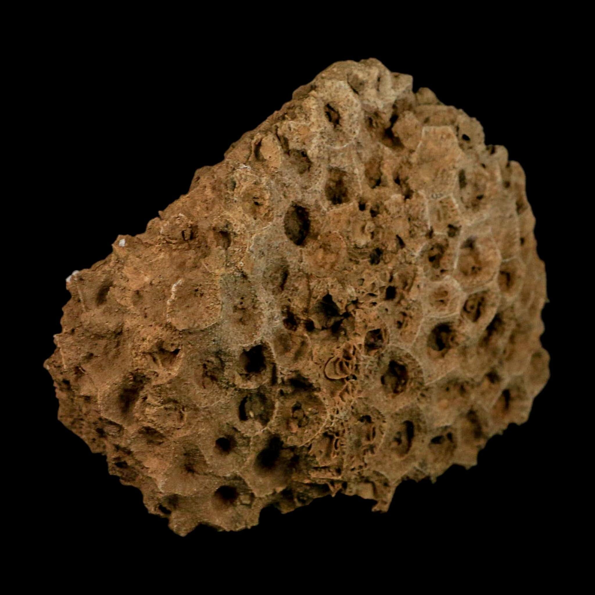 4.3" Colonial Rugose Coral Fossil Devonian Age Speed Quarry, Clark County, Indiana - Fossil Age Minerals