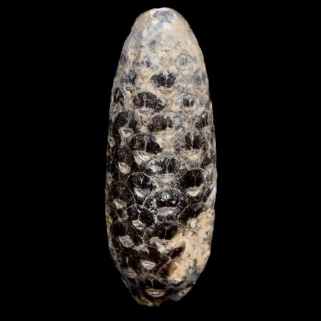 2" Fossil Pine Cone Equicalastrobus Replaced By Agate Eocene Age Seeds Fruit