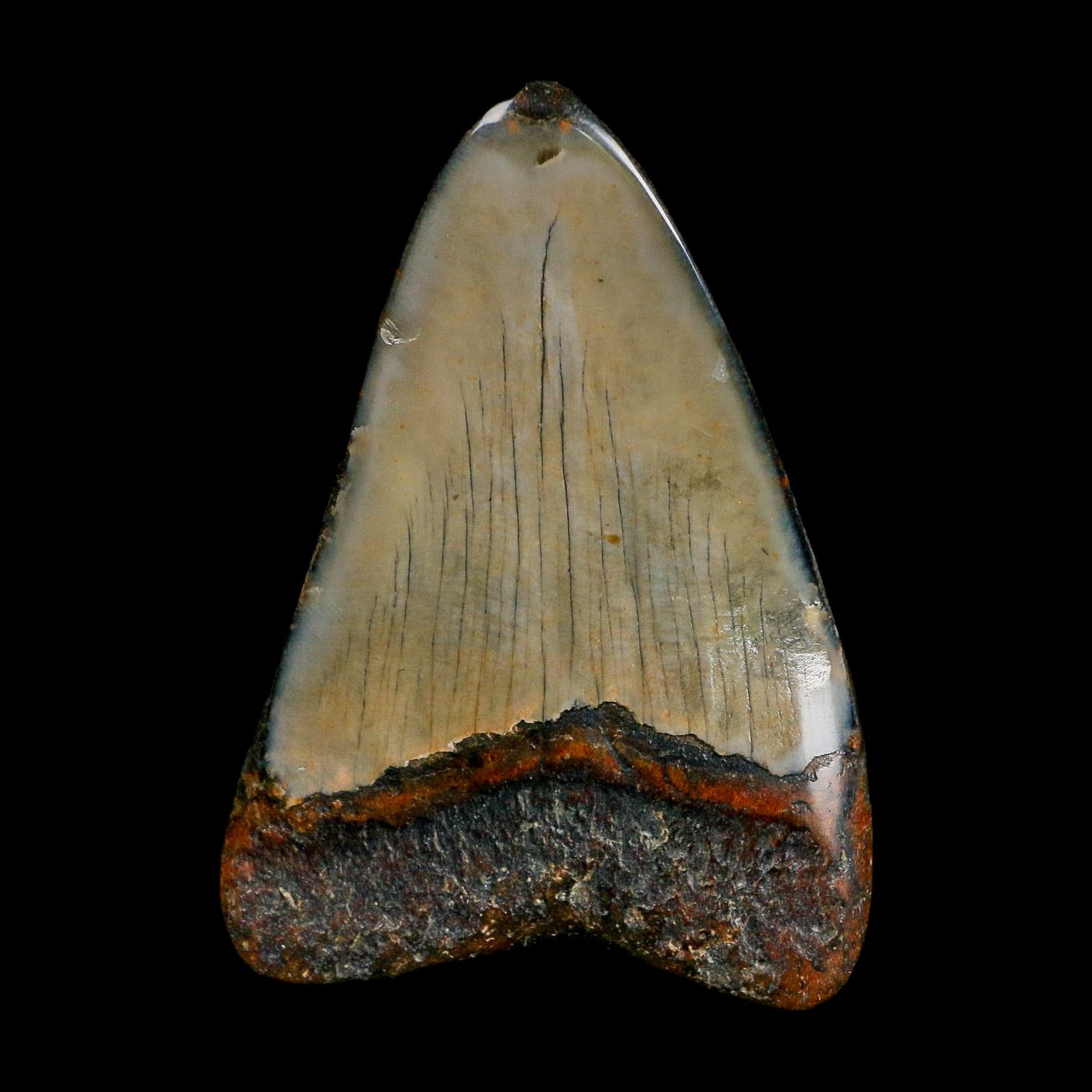 2.9" Quality Megalodon Shark Tooth Fossil Natural Miocene Age COA