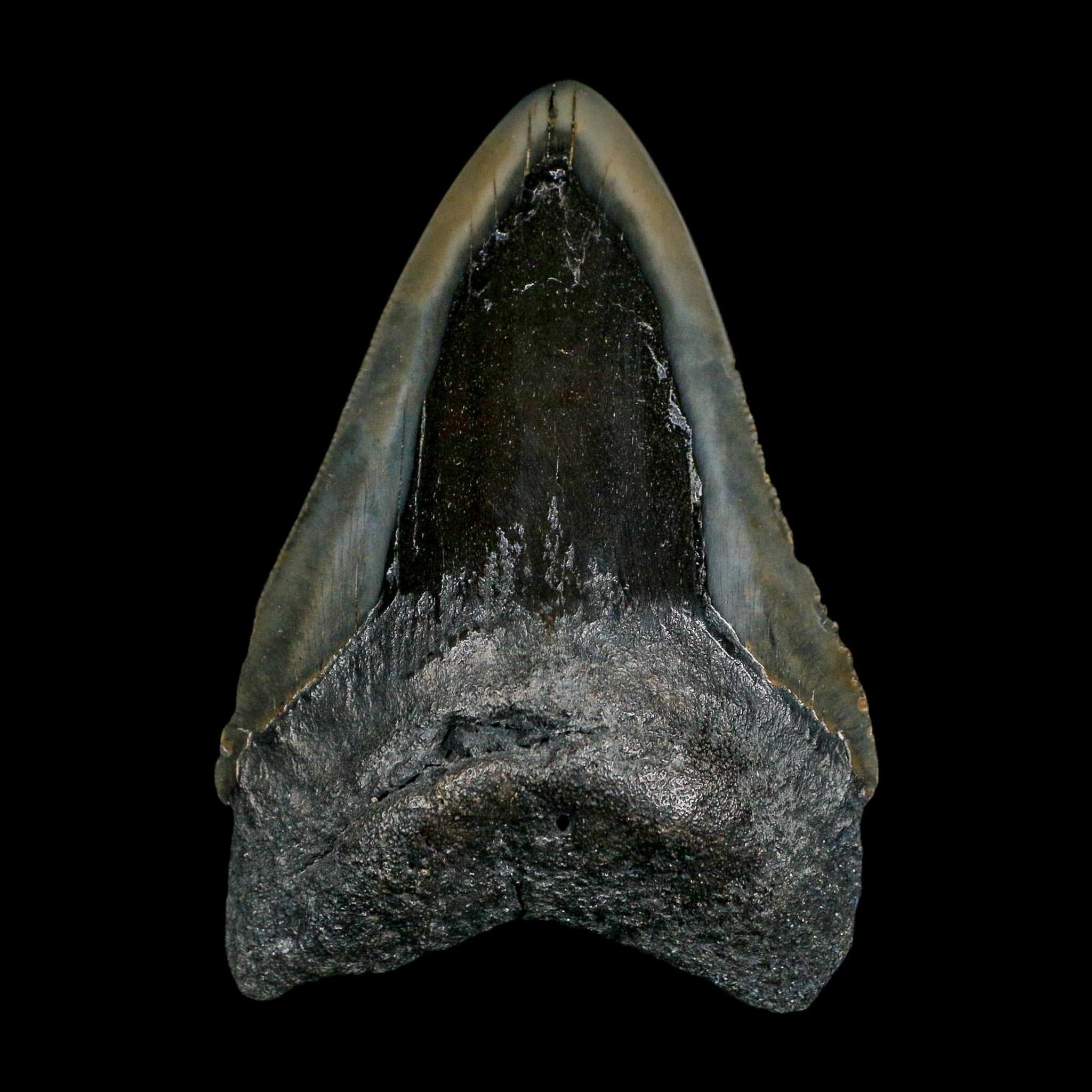 3.8" Quality Megalodon Shark Serrated Tooth Fossil Natural Miocene Age COA