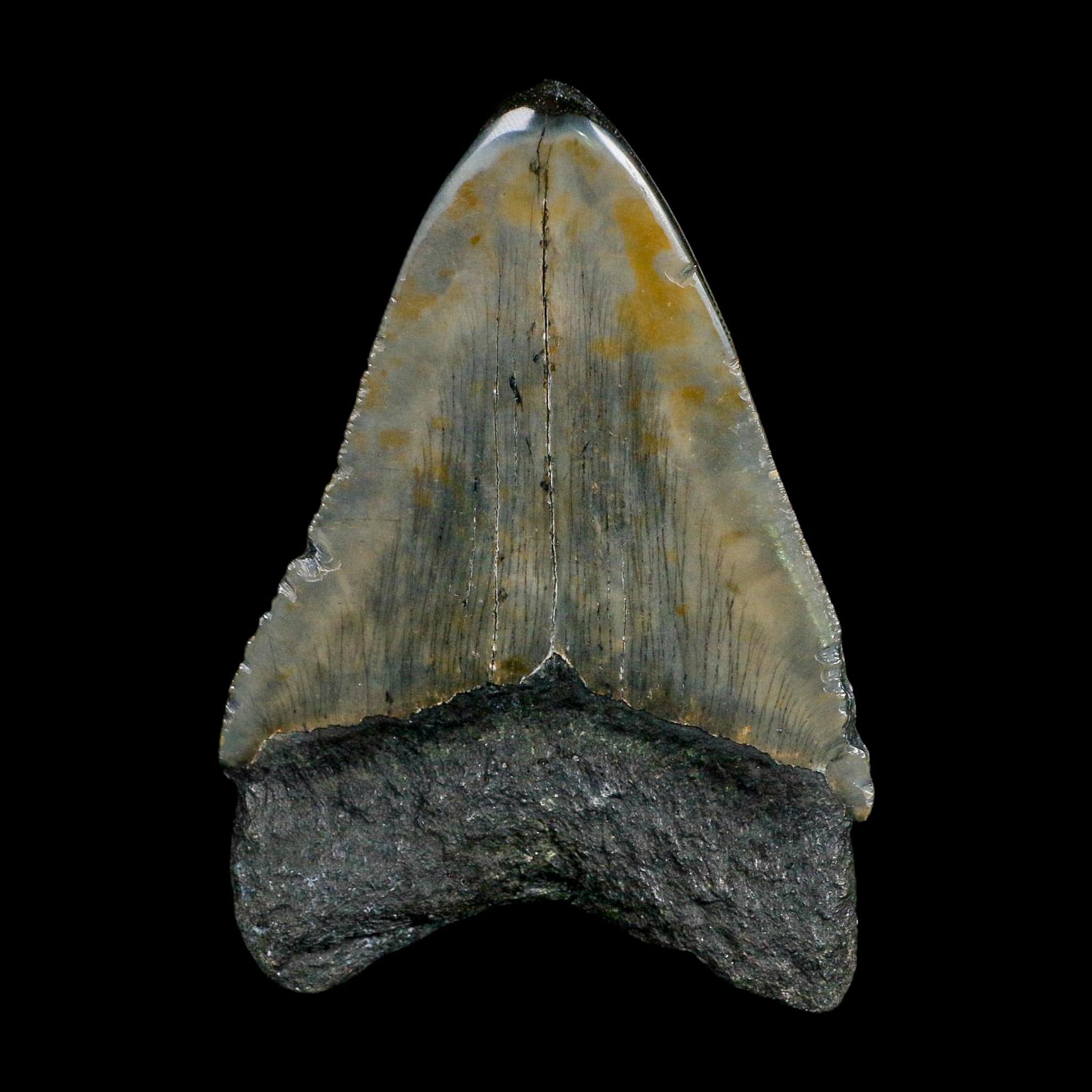 3.8" Quality Megalodon Shark Serrated Tooth Fossil Natural Miocene Age COA