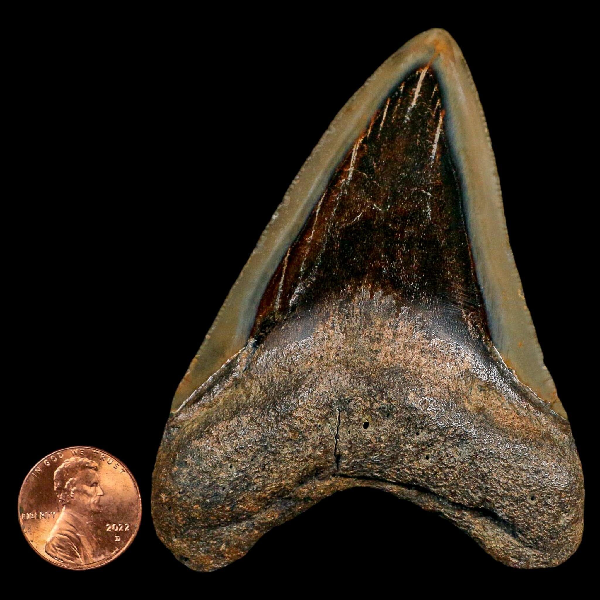 3.4" Quality Megalodon Shark Serrated Tooth Fossil Natural Miocene Age COA