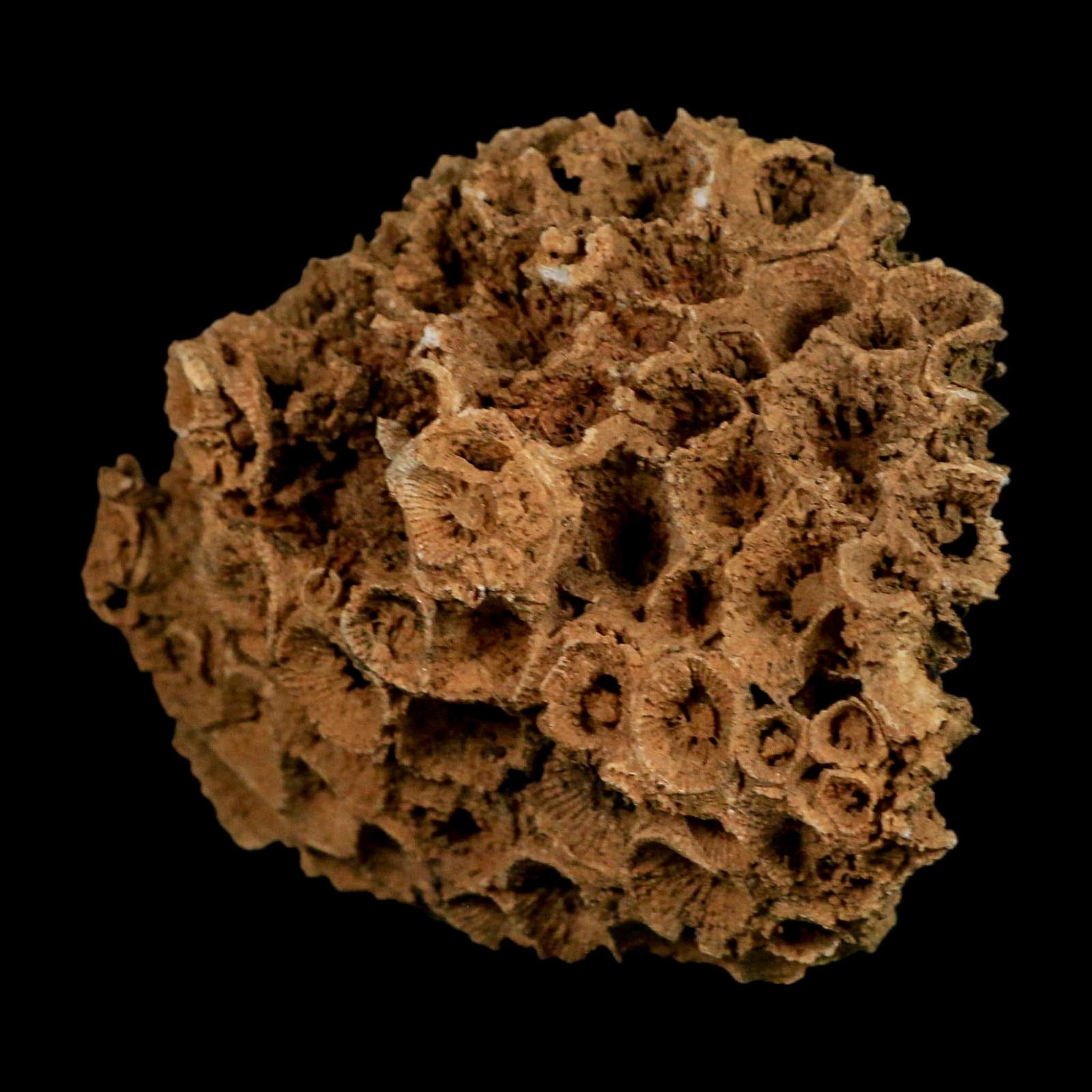3.8" Colonial Rugose Coral Fossil Devonian Age Speed Quarry, Clark County, Indiana - Fossil Age Minerals