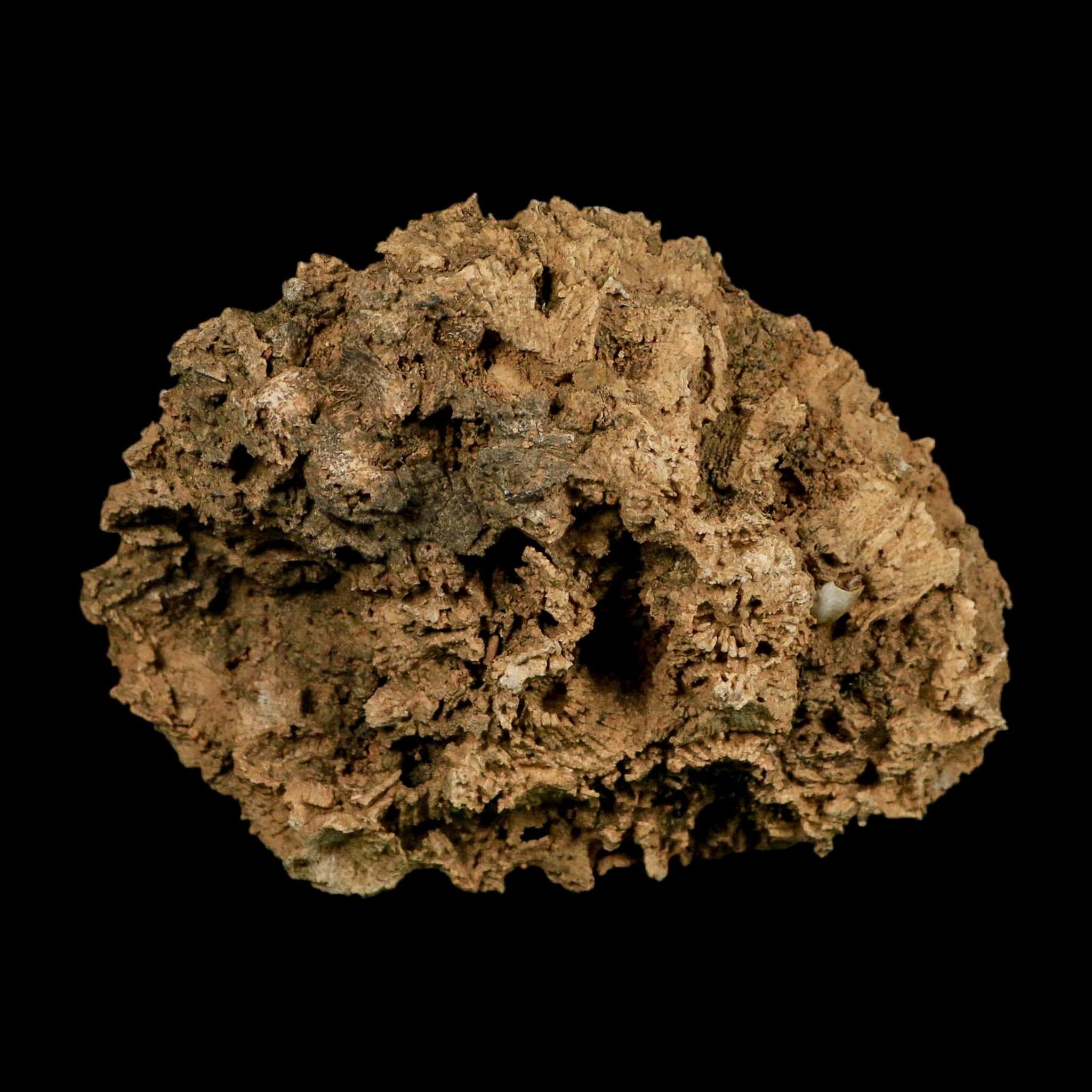 3.8" Colonial Rugose Coral Fossil Devonian Age Speed Quarry, Clark County, Indiana - Fossil Age Minerals