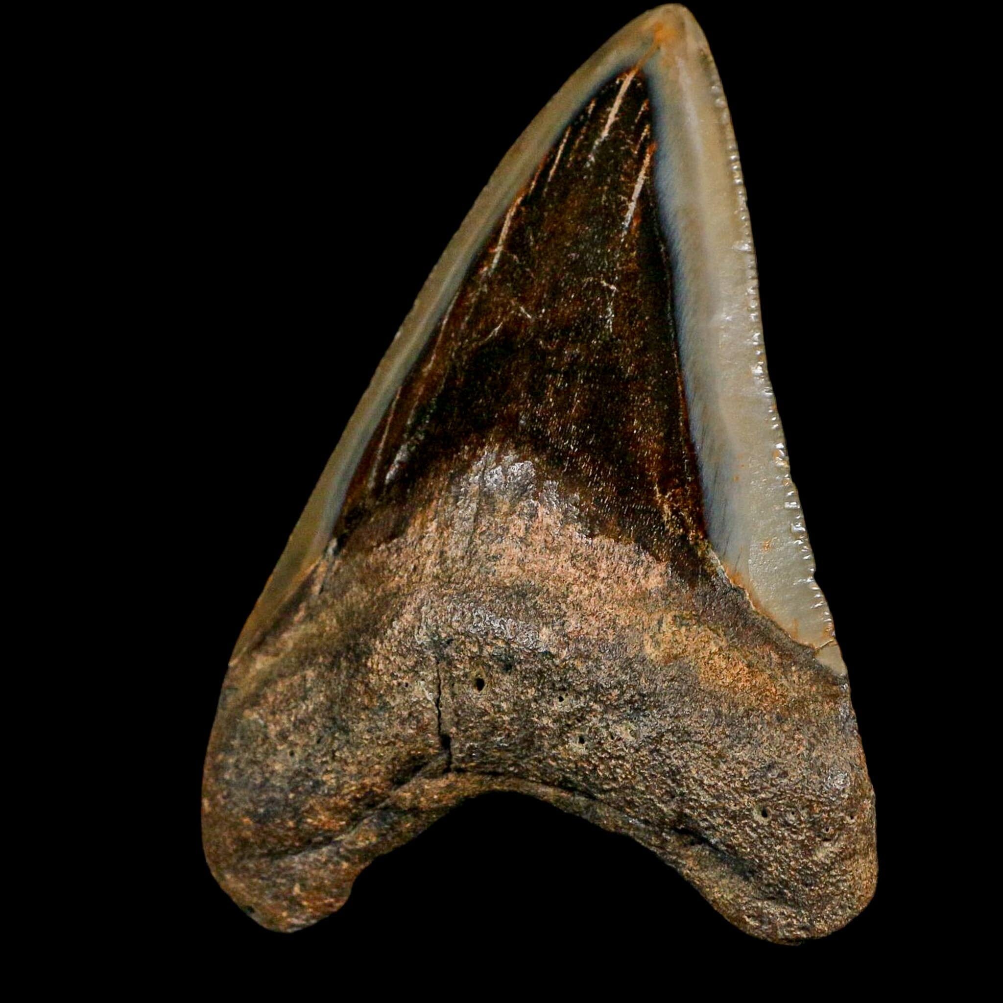 3.4" Quality Megalodon Shark Serrated Tooth Fossil Natural Miocene Age COA