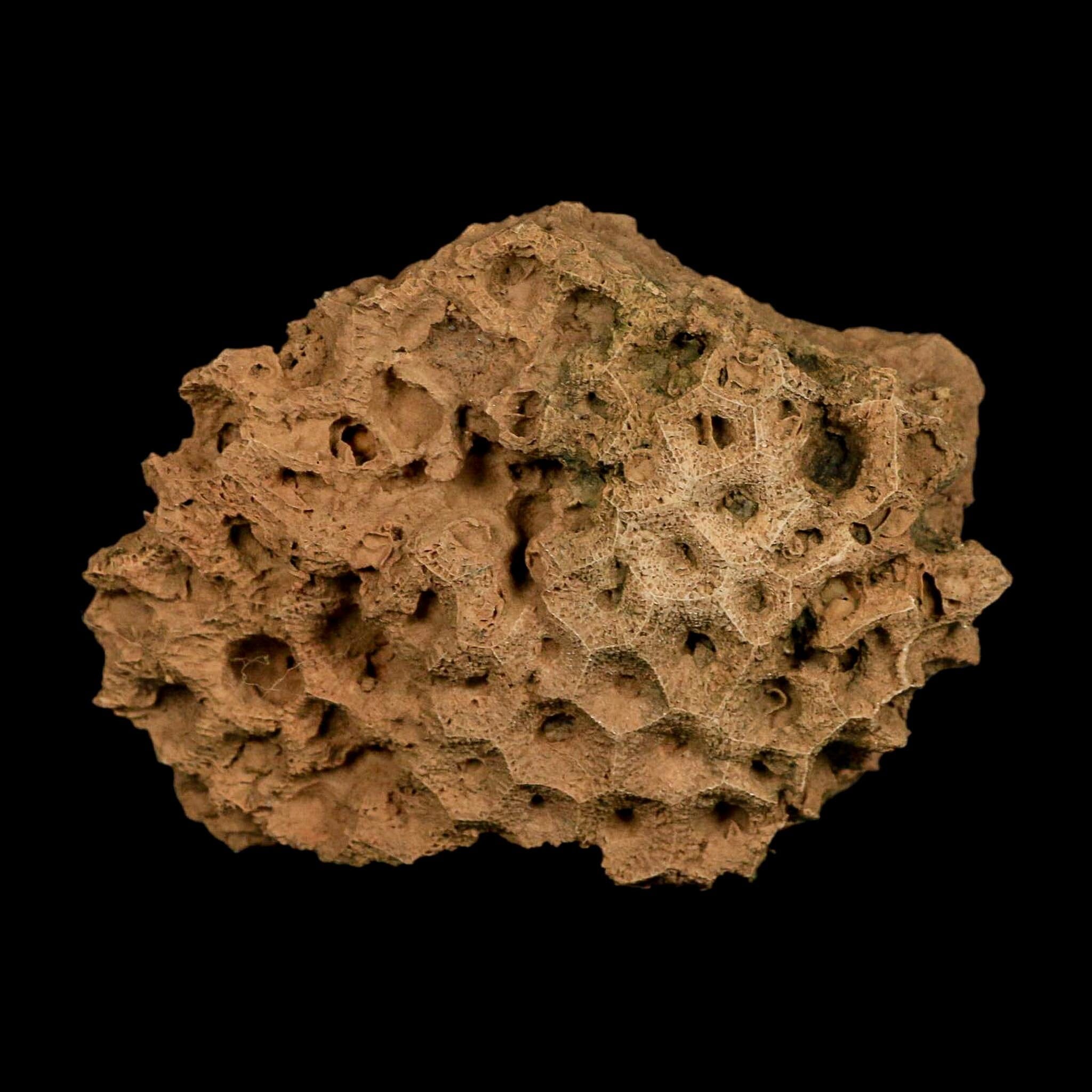 3.7" Colonial Rugose Coral Fossil Devonian Age Speed Quarry, Clark County, Indiana - Fossil Age Minerals