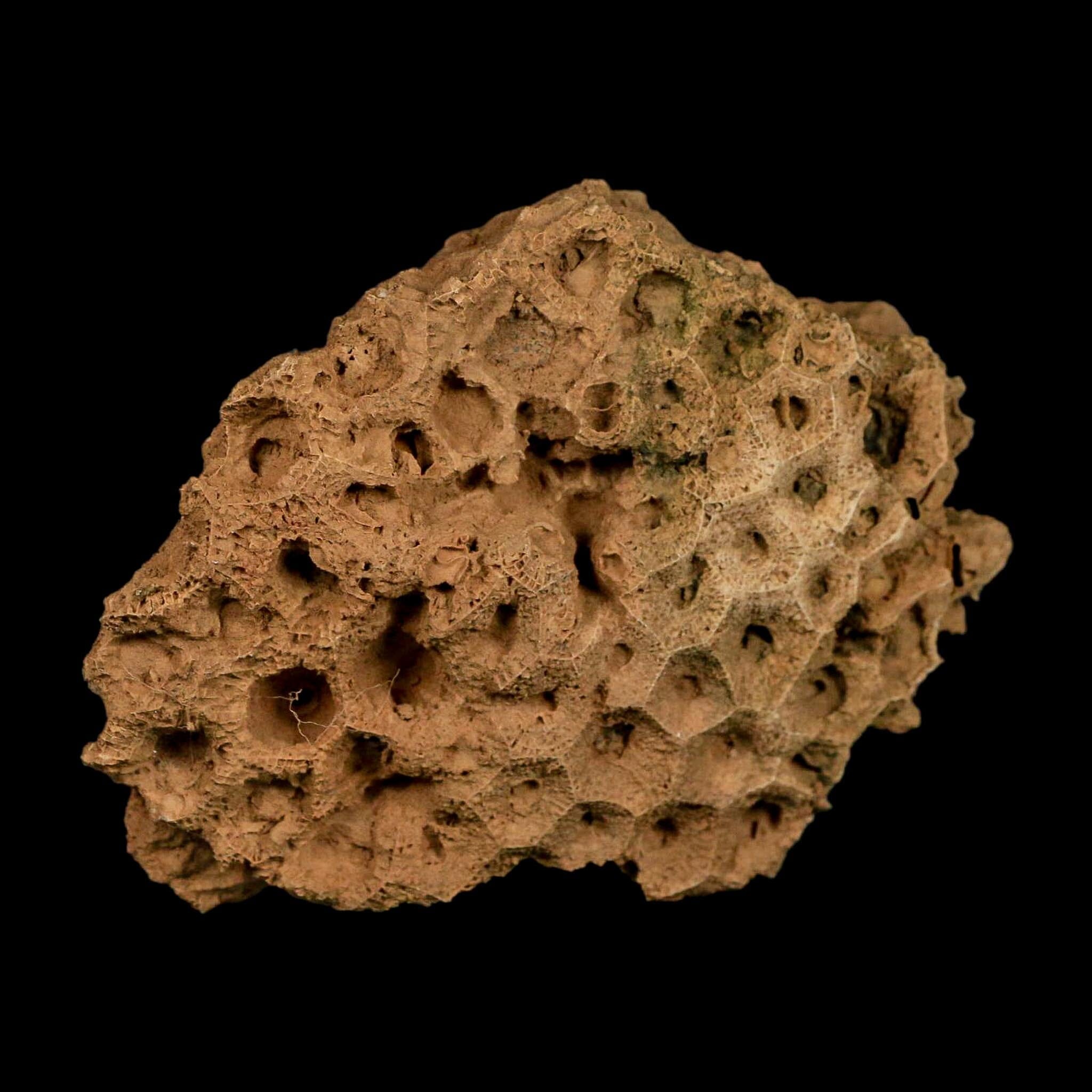 3.7" Colonial Rugose Coral Fossil Devonian Age Speed Quarry, Clark County, Indiana - Fossil Age Minerals