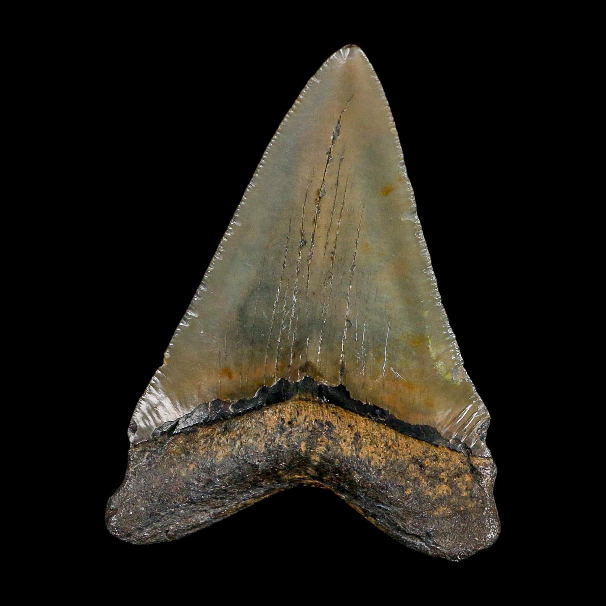 3.4" Quality Megalodon Shark Serrated Tooth Fossil Natural Miocene Age COA