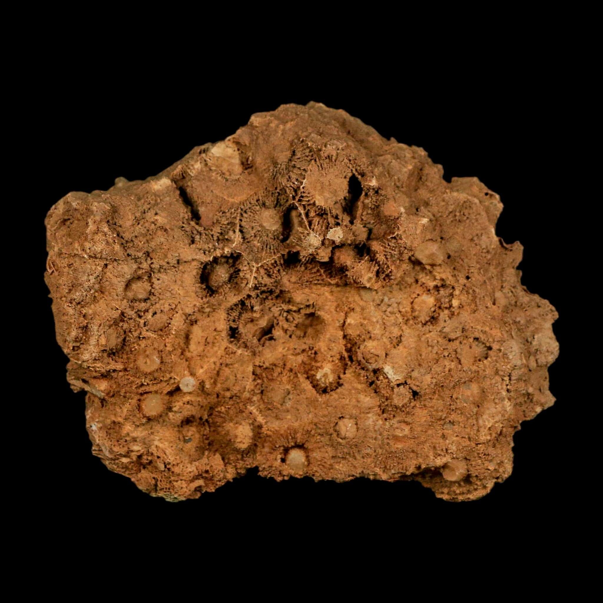 3.7" Colonial Rugose Coral Fossil Devonian Age Speed Quarry, Clark County, Indiana - Fossil Age Minerals