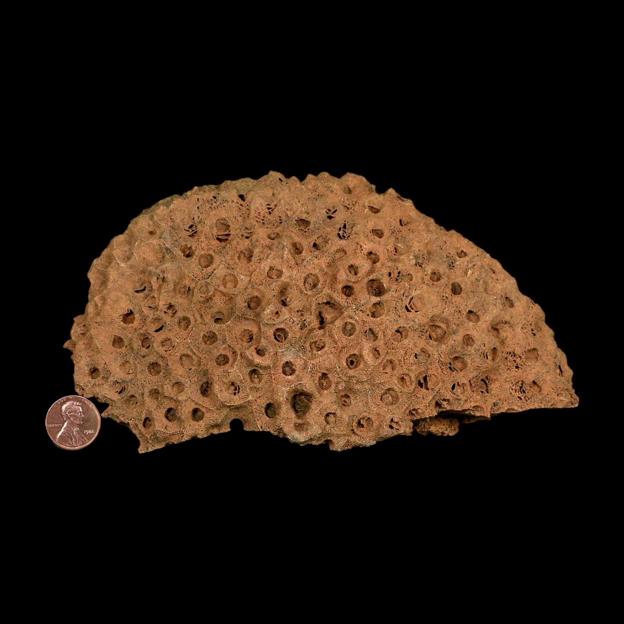 XL 7.3" Colonial Rugose Coral Fossil Devonian Age Speed Quarry, Clark County, Indiana - Fossil Age Minerals