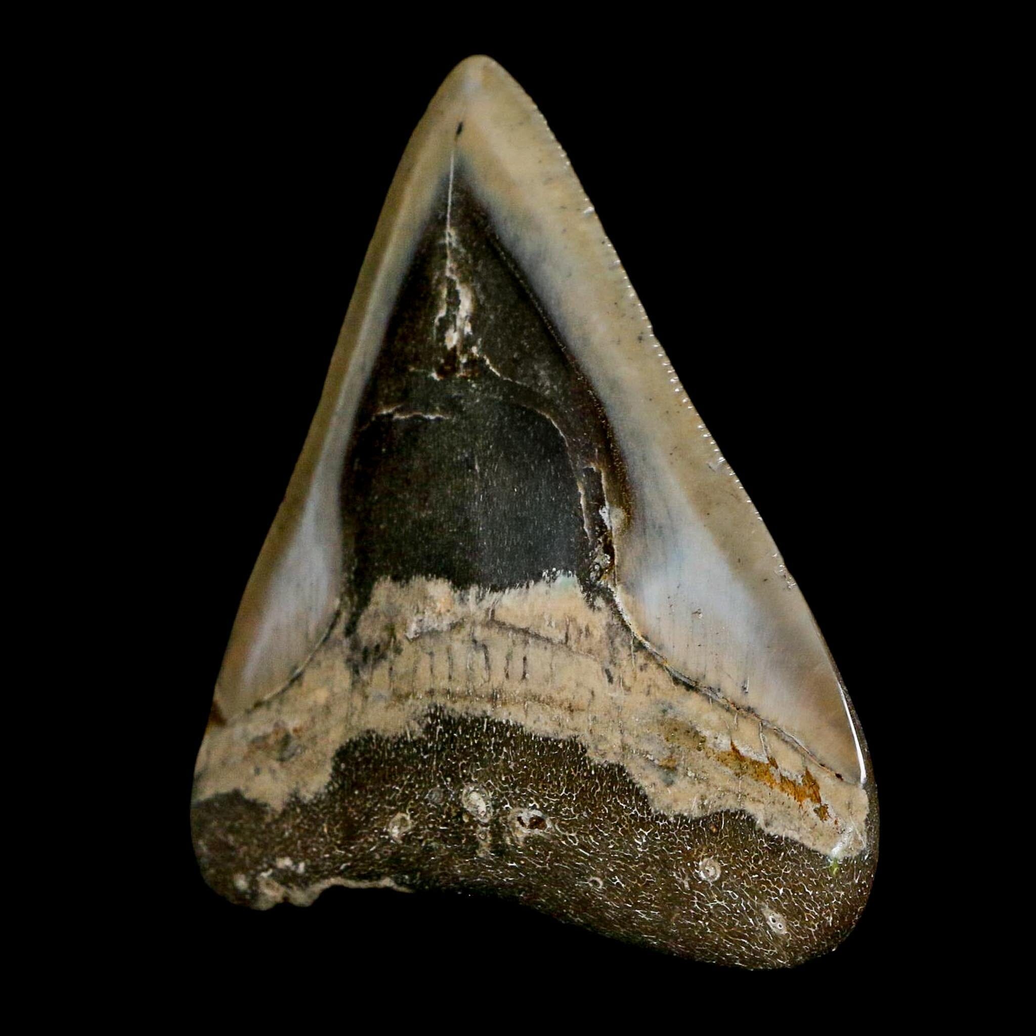 2.7" Quality Megalodon Shark Serrated Tooth Fossil Natural Miocene Age COA