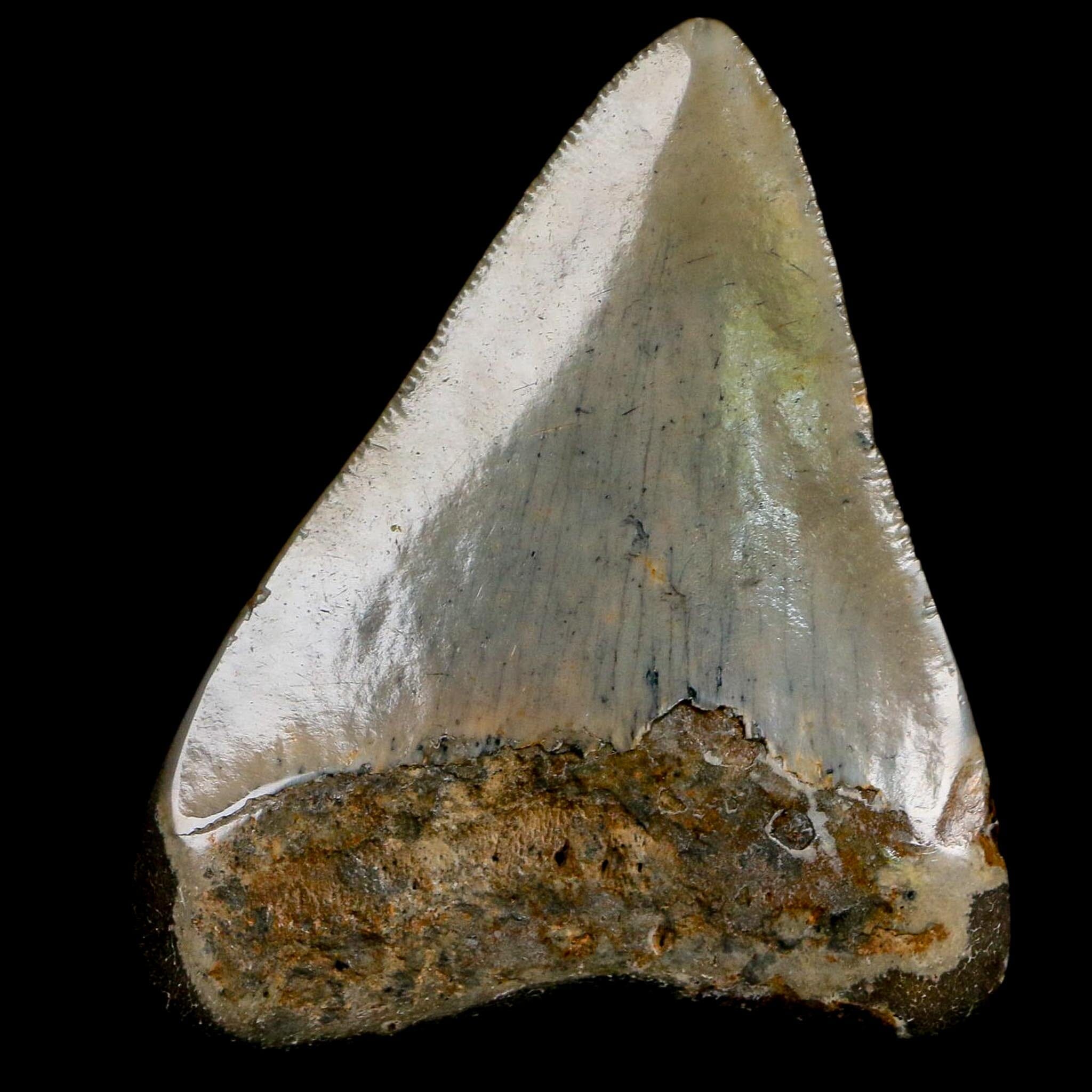 2.7" Quality Megalodon Shark Serrated Tooth Fossil Natural Miocene Age COA