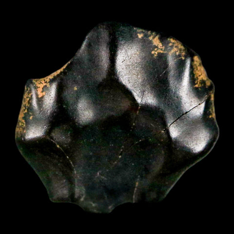 0.4" Ankylosaurus Fossil Tooth Judith River FM Cretaceous Dinosaur MT COA & Display - Fossil Age Minerals