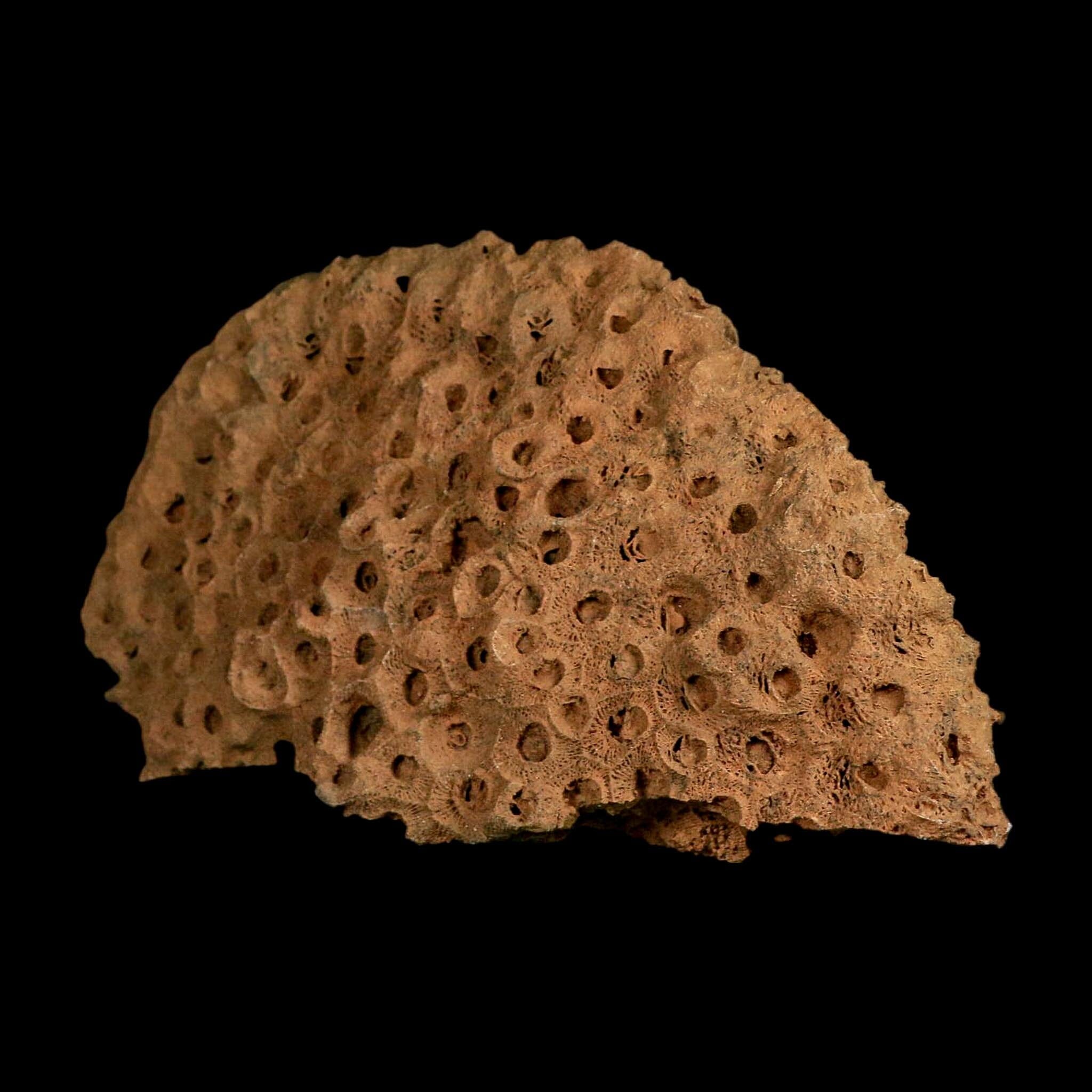 XL 7.3" Colonial Rugose Coral Fossil Devonian Age Speed Quarry, Clark County, Indiana - Fossil Age Minerals