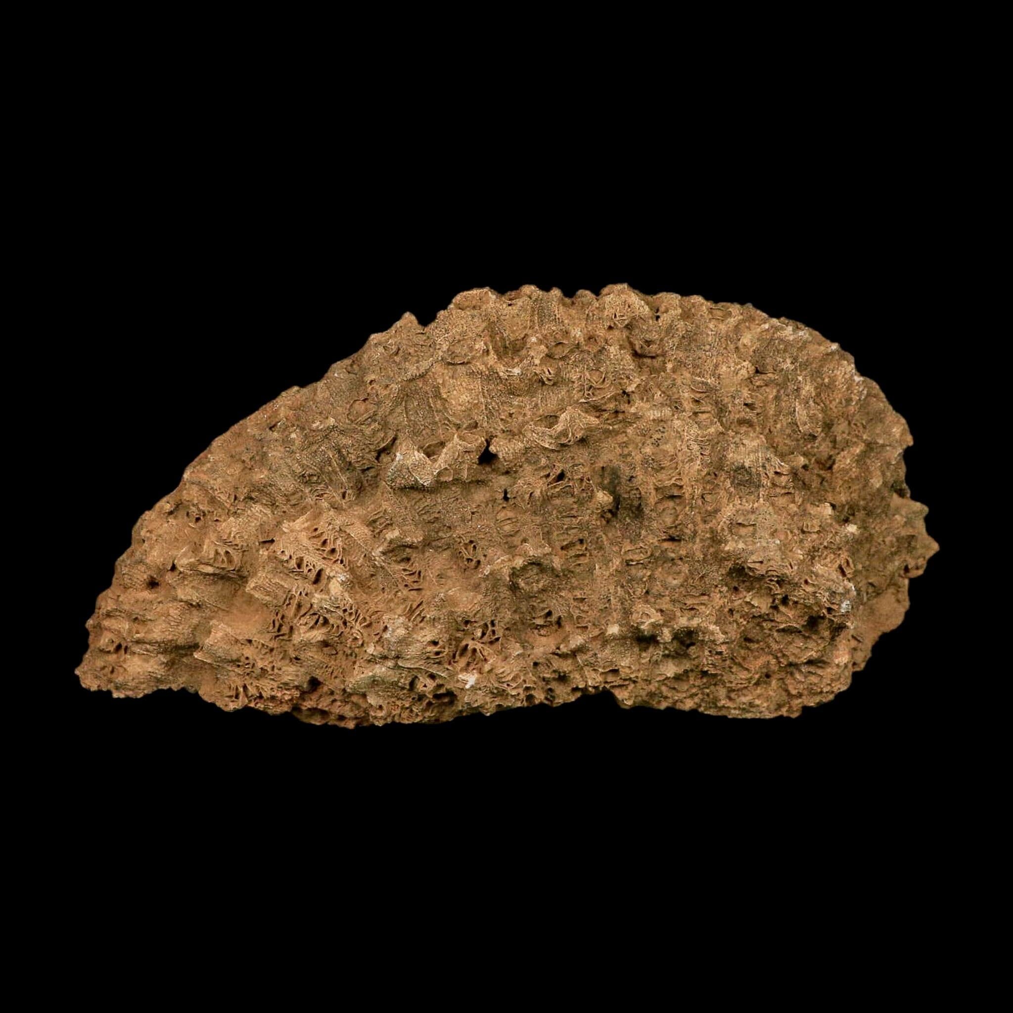 XL 7.3" Colonial Rugose Coral Fossil Devonian Age Speed Quarry, Clark County, Indiana - Fossil Age Minerals