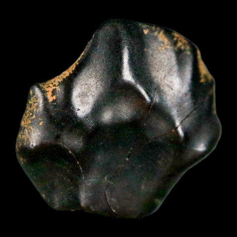 0.4" Ankylosaurus Fossil Tooth Judith River FM Cretaceous Dinosaur MT COA & Display - Fossil Age Minerals