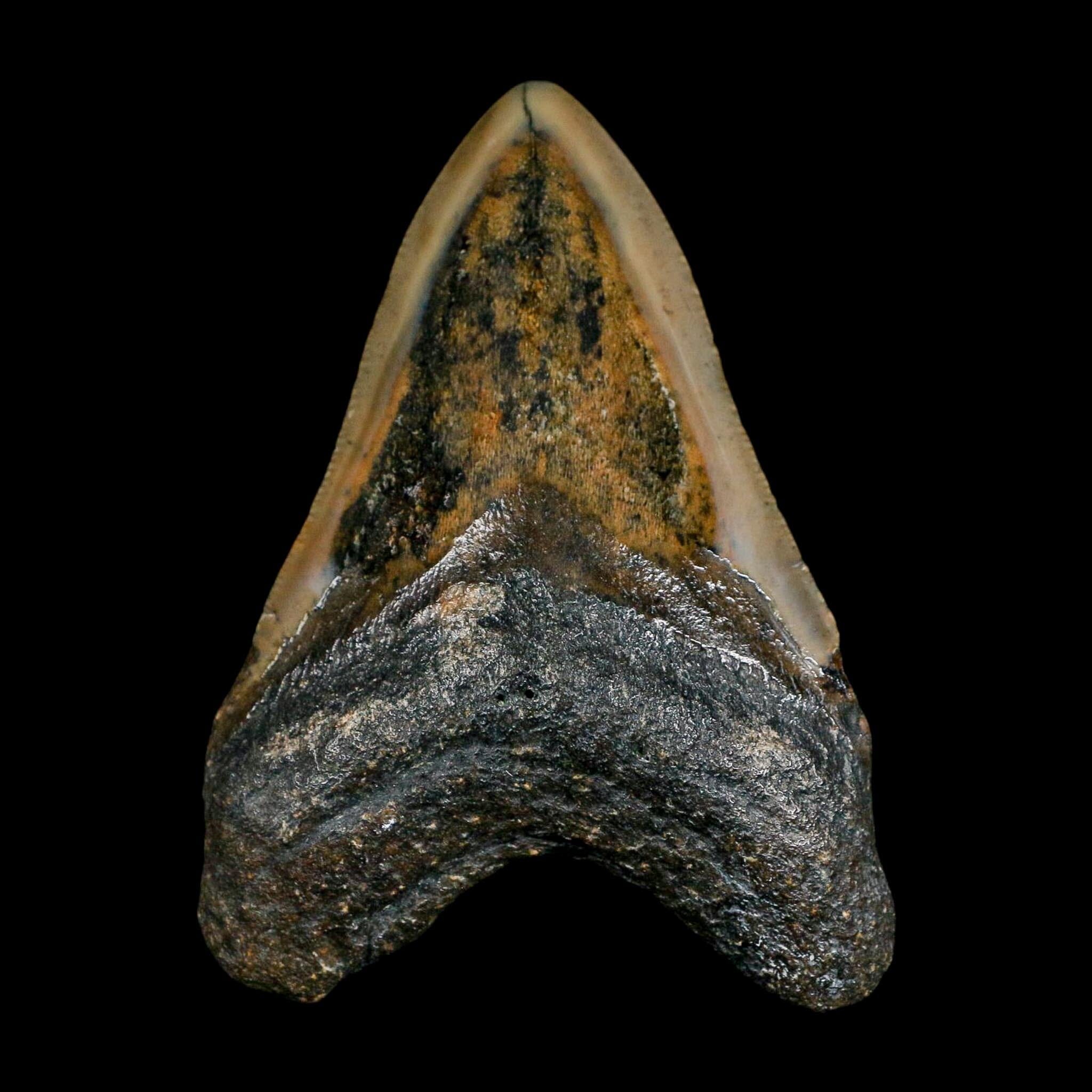 3.5" Quality Megalodon Shark Serrated Tooth Fossil Natural Miocene Age COA