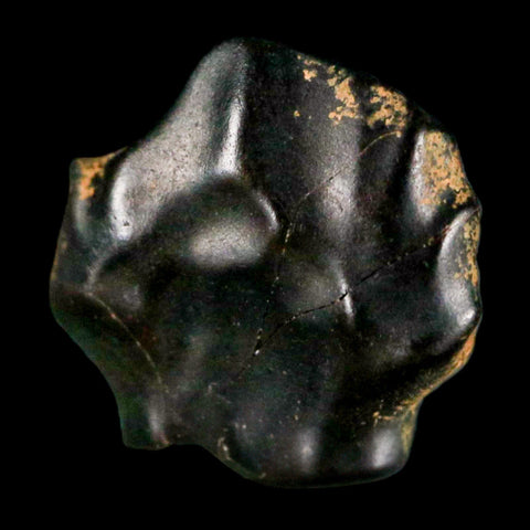 0.4" Ankylosaurus Fossil Tooth Judith River FM Cretaceous Dinosaur MT COA & Display - Fossil Age Minerals