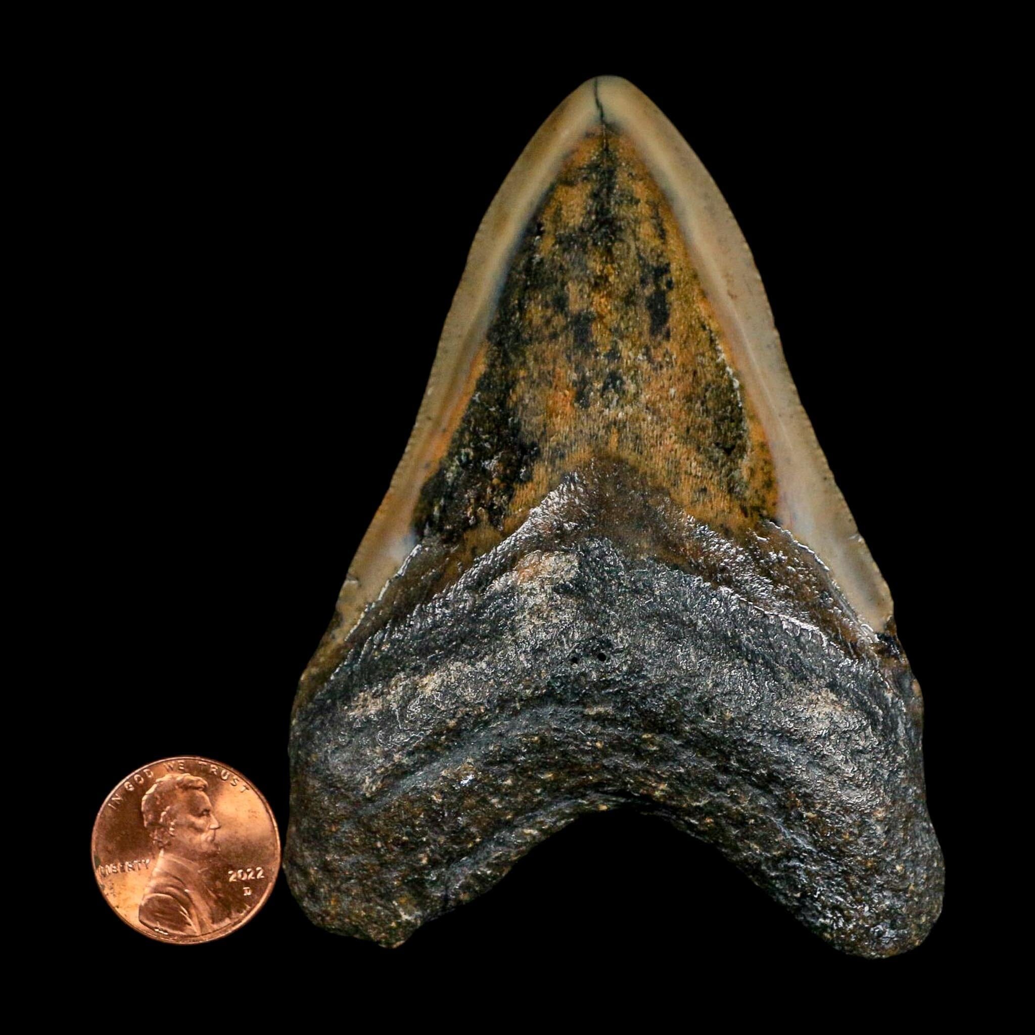 3.5" Quality Megalodon Shark Serrated Tooth Fossil Natural Miocene Age COA
