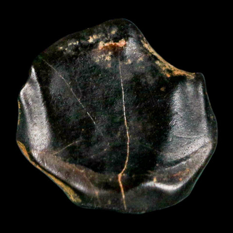 0.4" Ankylosaurus Fossil Tooth Judith River FM Cretaceous Dinosaur MT COA & Display - Fossil Age Minerals