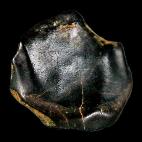 0.4" Ankylosaurus Fossil Tooth Judith River FM Cretaceous Dinosaur MT COA & Display - Fossil Age Minerals