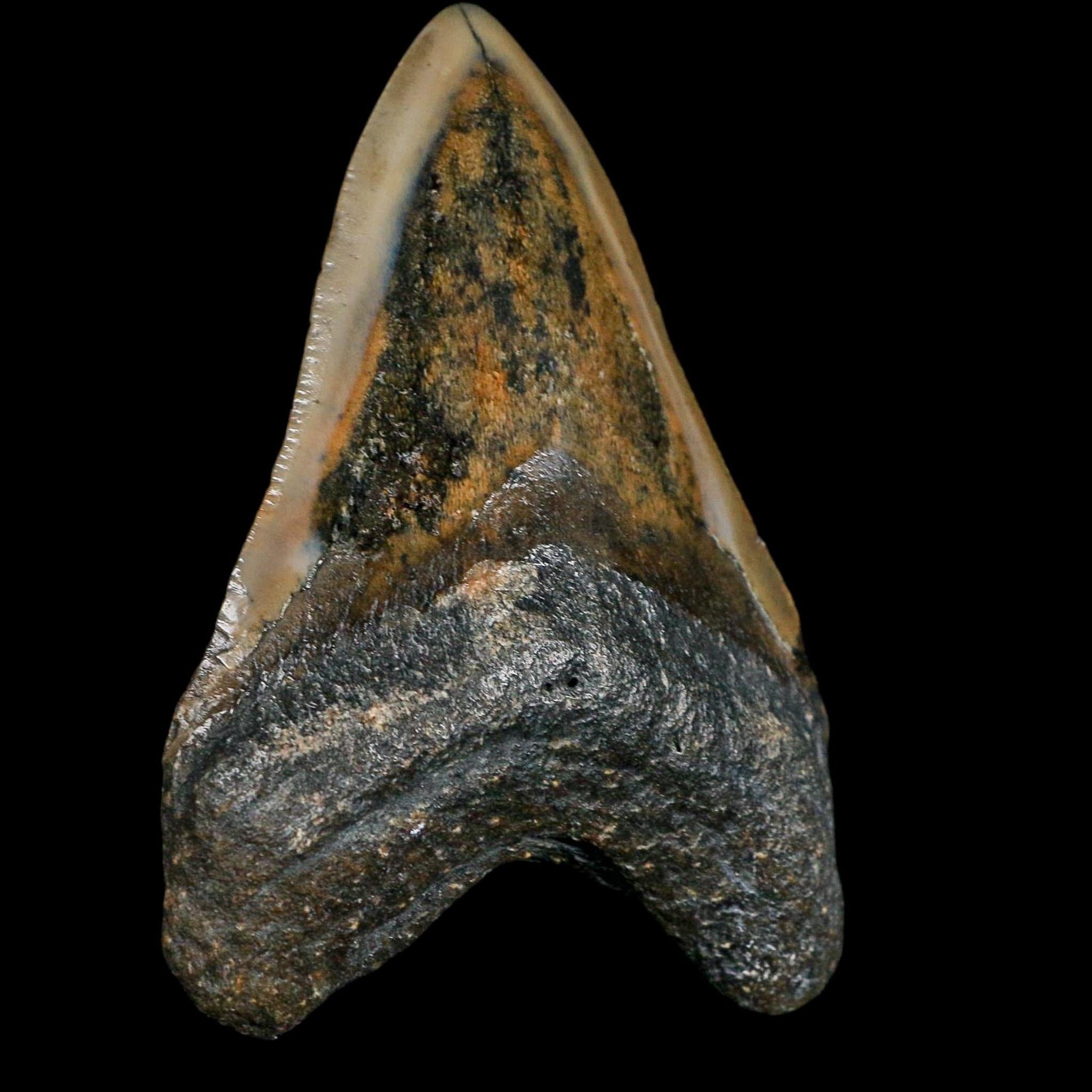 3.5" Quality Megalodon Shark Serrated Tooth Fossil Natural Miocene Age COA