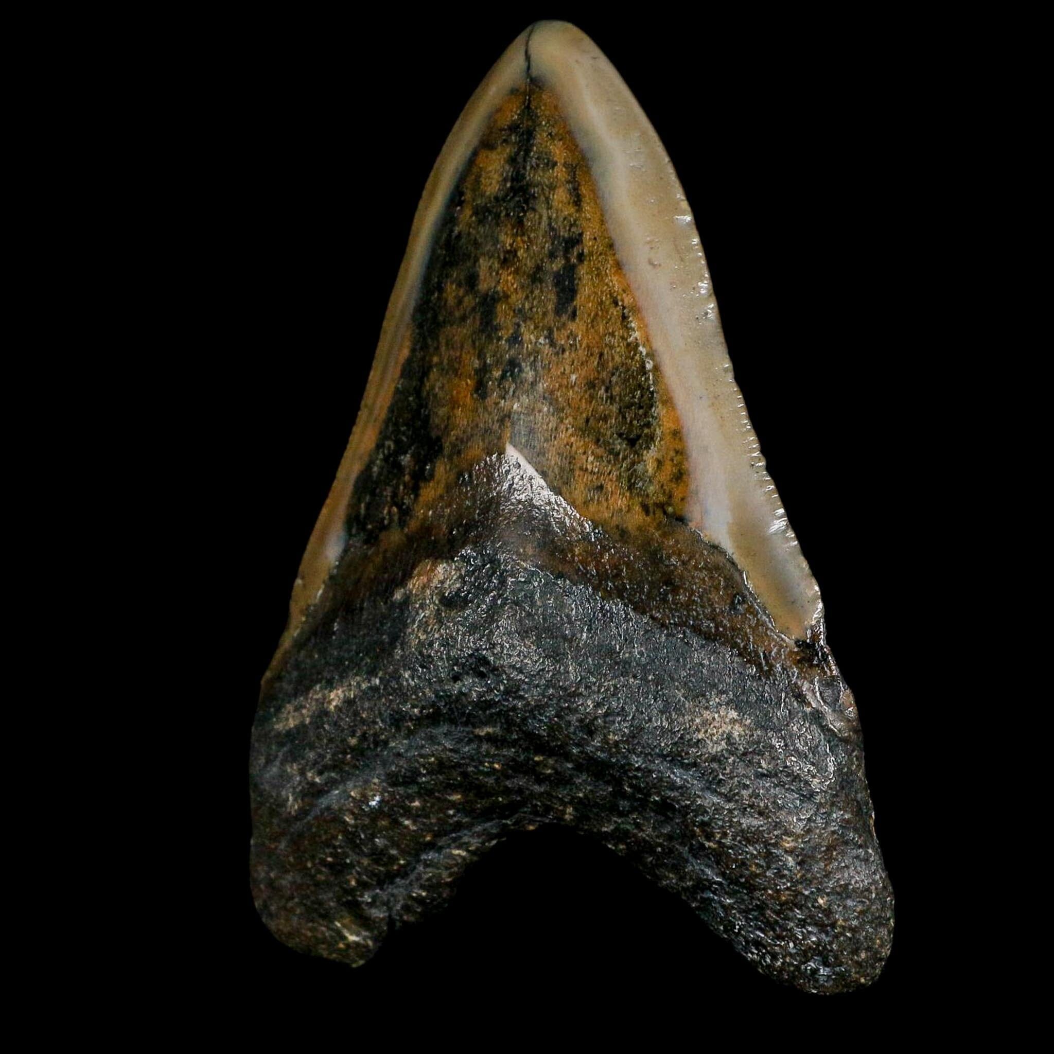 3.5" Quality Megalodon Shark Serrated Tooth Fossil Natural Miocene Age COA