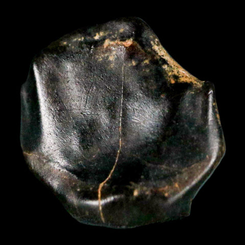 0.4" Ankylosaurus Fossil Tooth Judith River FM Cretaceous Dinosaur MT COA & Display - Fossil Age Minerals