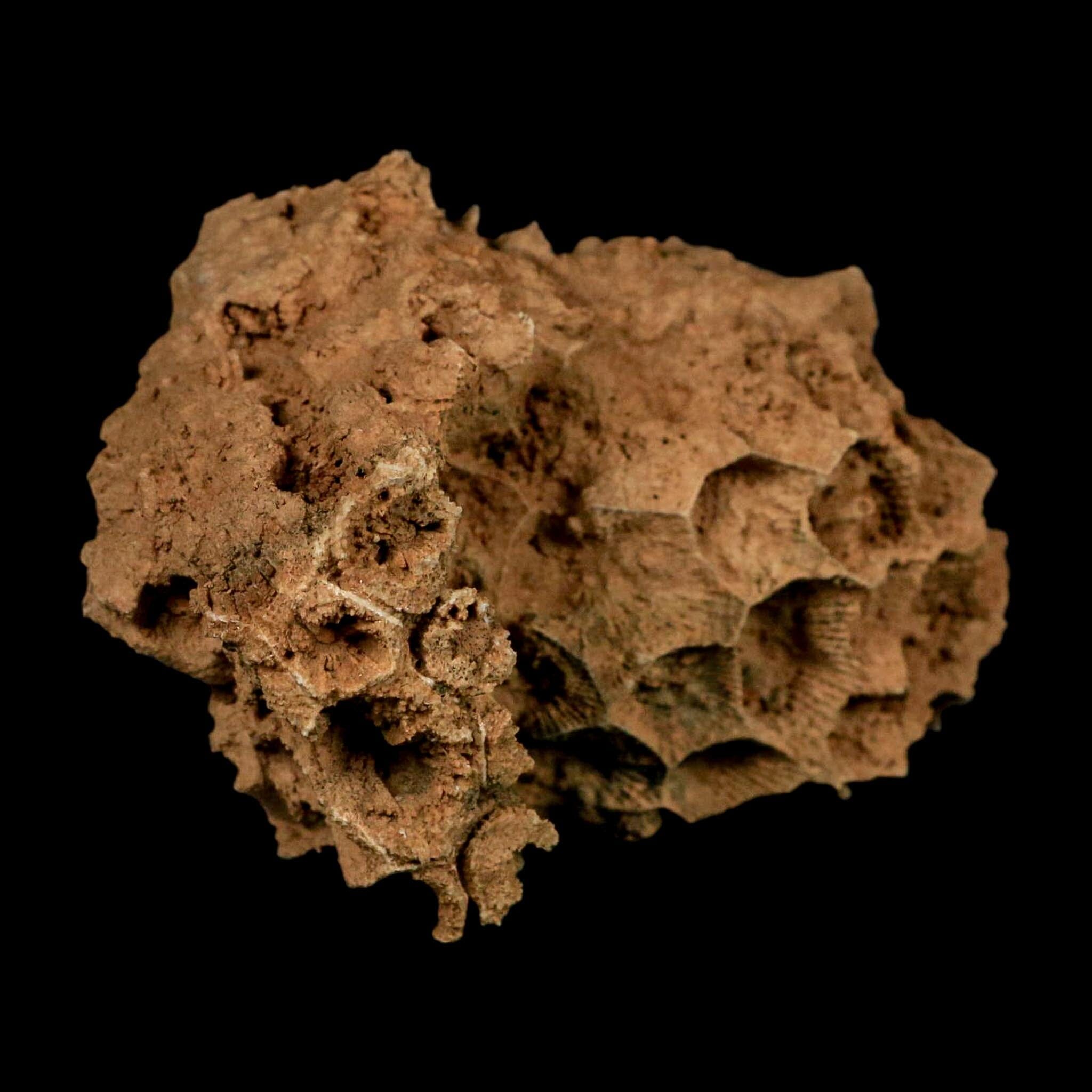 3.5" Colonial Rugose Coral Fossil Devonian Age Speed Quarry, Clark County, Indiana - Fossil Age Minerals