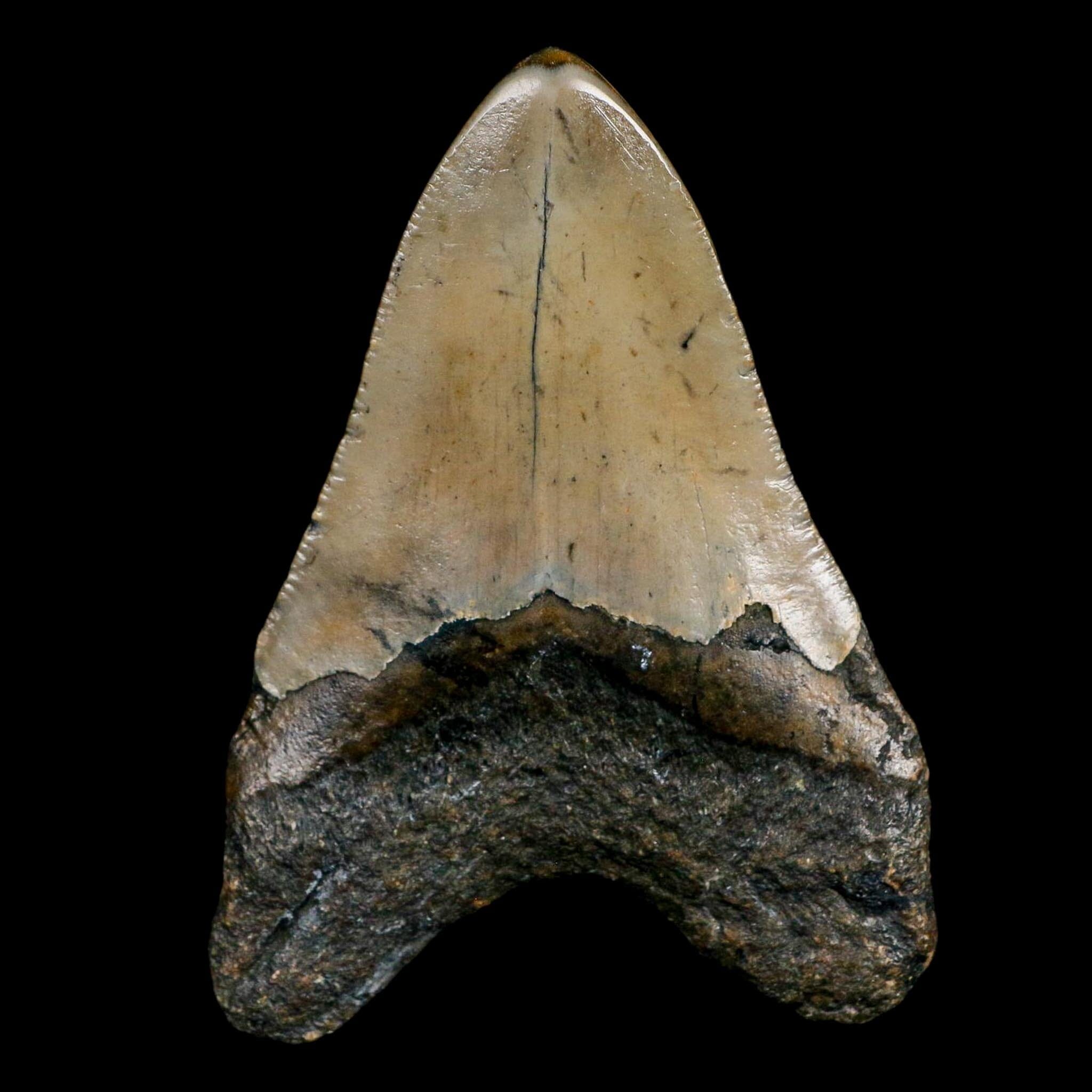 3.5" Quality Megalodon Shark Serrated Tooth Fossil Natural Miocene Age COA