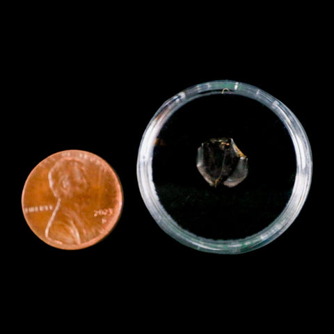 0.4" Ankylosaurus Fossil Tooth Judith River FM Cretaceous Dinosaur MT COA & Display - Fossil Age Minerals