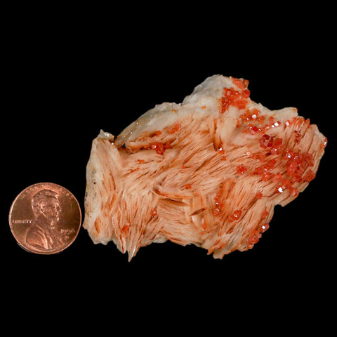 2.6" Sparkly Red Vanadinite Crystals On White Barite Blades Mineral Mabladen Morocco - Fossil Age Minerals