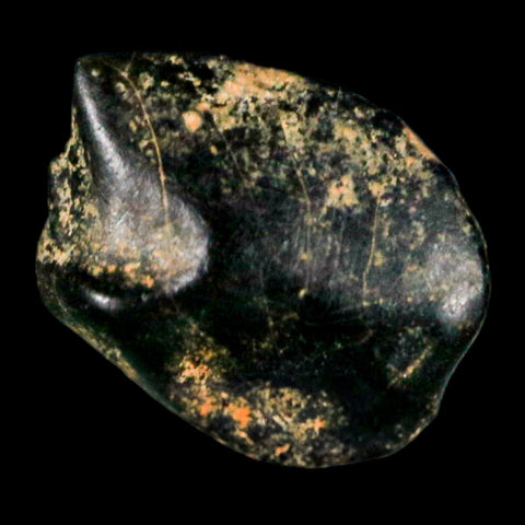 0.3" Ankylosaurus Fossil Tooth Judith River FM Cretaceous Dinosaur MT COA & Display - Fossil Age Minerals