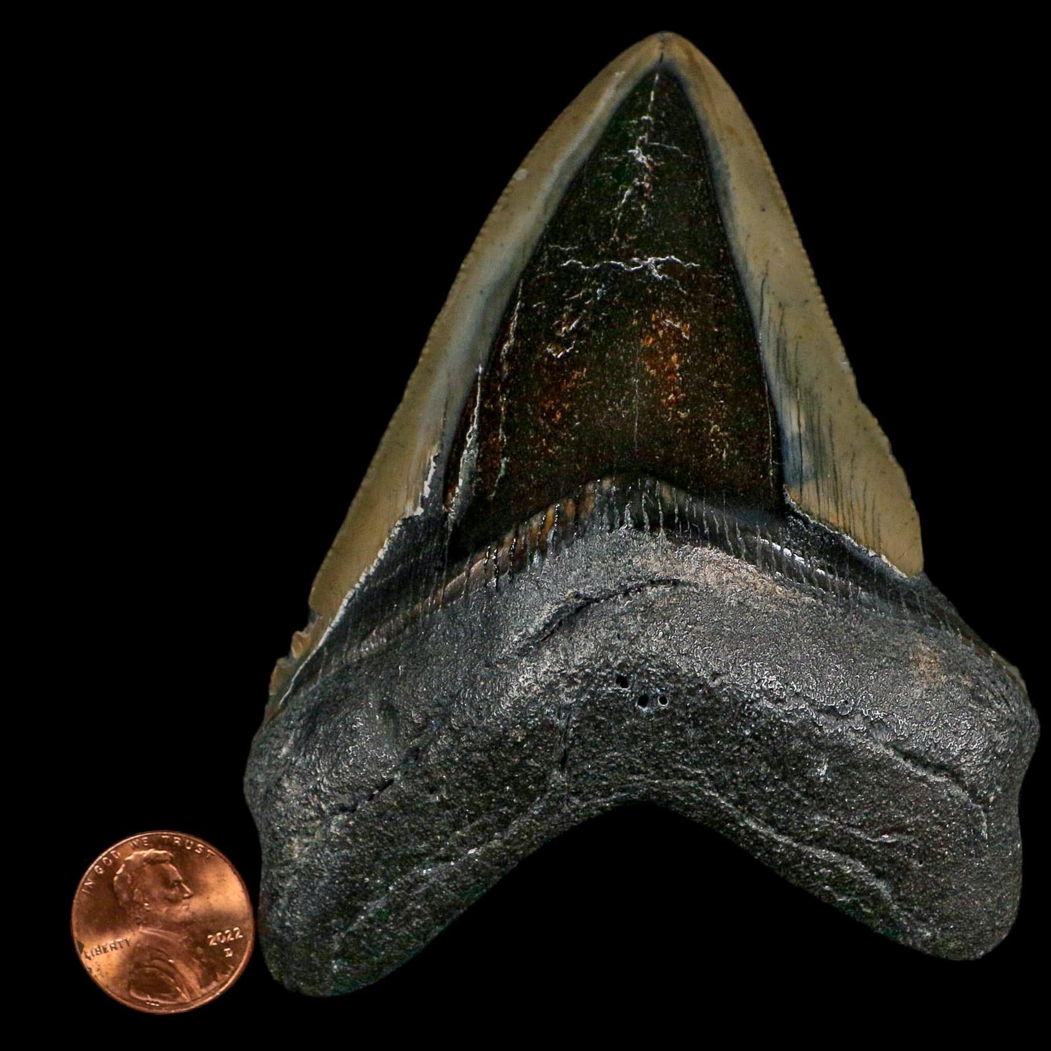 3.8" Quality Megalodon Shark Serrated Tooth Fossil Natural Miocene Age COA