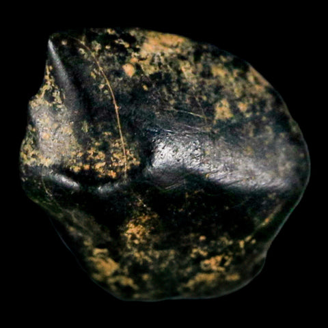 0.3" Ankylosaurus Fossil Tooth Judith River FM Cretaceous Dinosaur MT COA & Display - Fossil Age Minerals