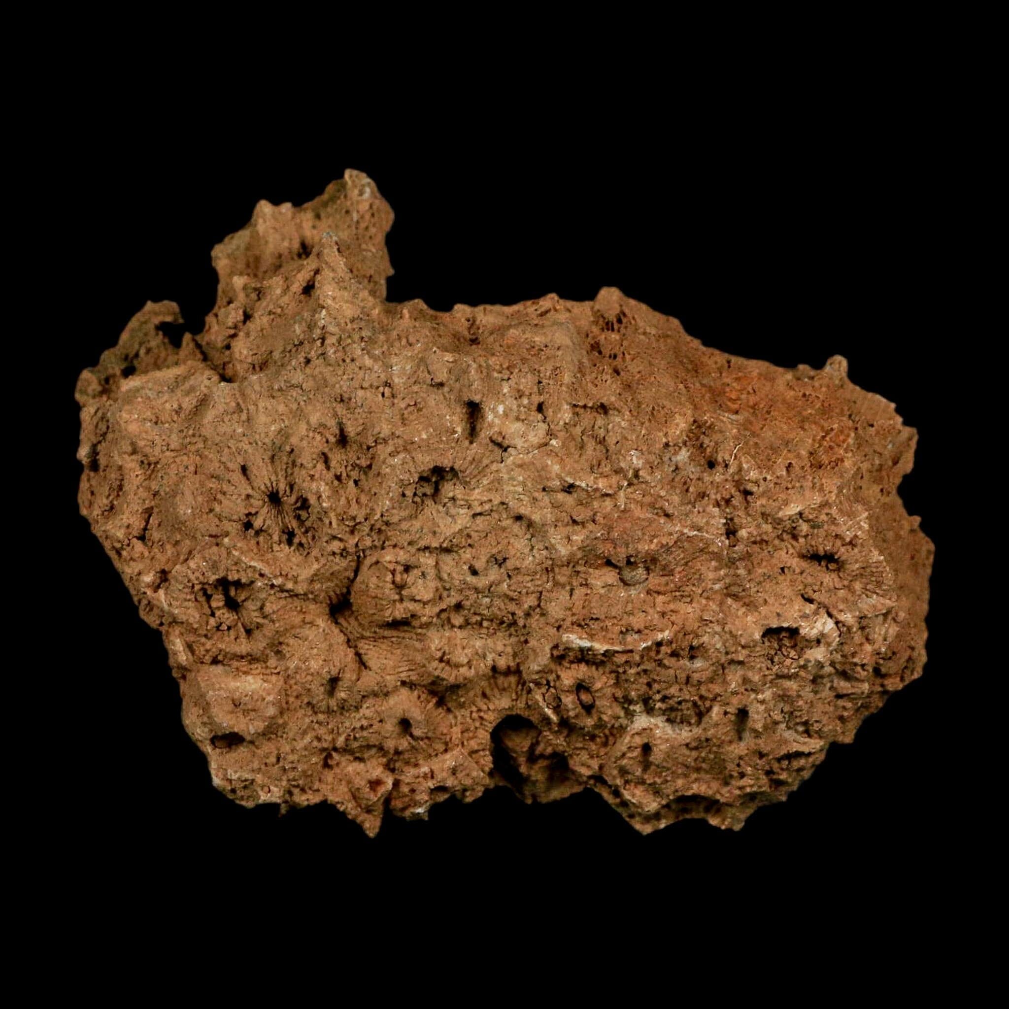 3.5" Colonial Rugose Coral Fossil Devonian Age Speed Quarry, Clark County, Indiana - Fossil Age Minerals