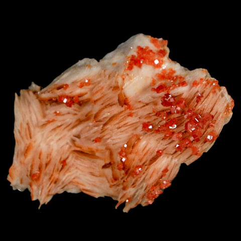 2.6" Sparkly Red Vanadinite Crystals On White Barite Blades Mineral Mabladen Morocco - Fossil Age Minerals