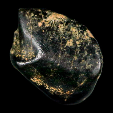 0.3" Ankylosaurus Fossil Tooth Judith River FM Cretaceous Dinosaur MT COA & Display - Fossil Age Minerals