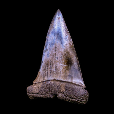 2.3" Quality Hastalis Mako Tooth Serrated Fossil Natural Miocene Age COA