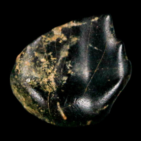 0.3" Ankylosaurus Fossil Tooth Judith River FM Cretaceous Dinosaur MT COA & Display - Fossil Age Minerals