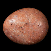 2.5" Sauropod Dinosaur Stomach Stone Gastrolith Rock Gizzard Stone COA