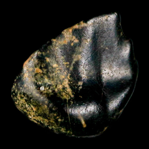 0.3" Ankylosaurus Fossil Tooth Judith River FM Cretaceous Dinosaur MT COA & Display - Fossil Age Minerals