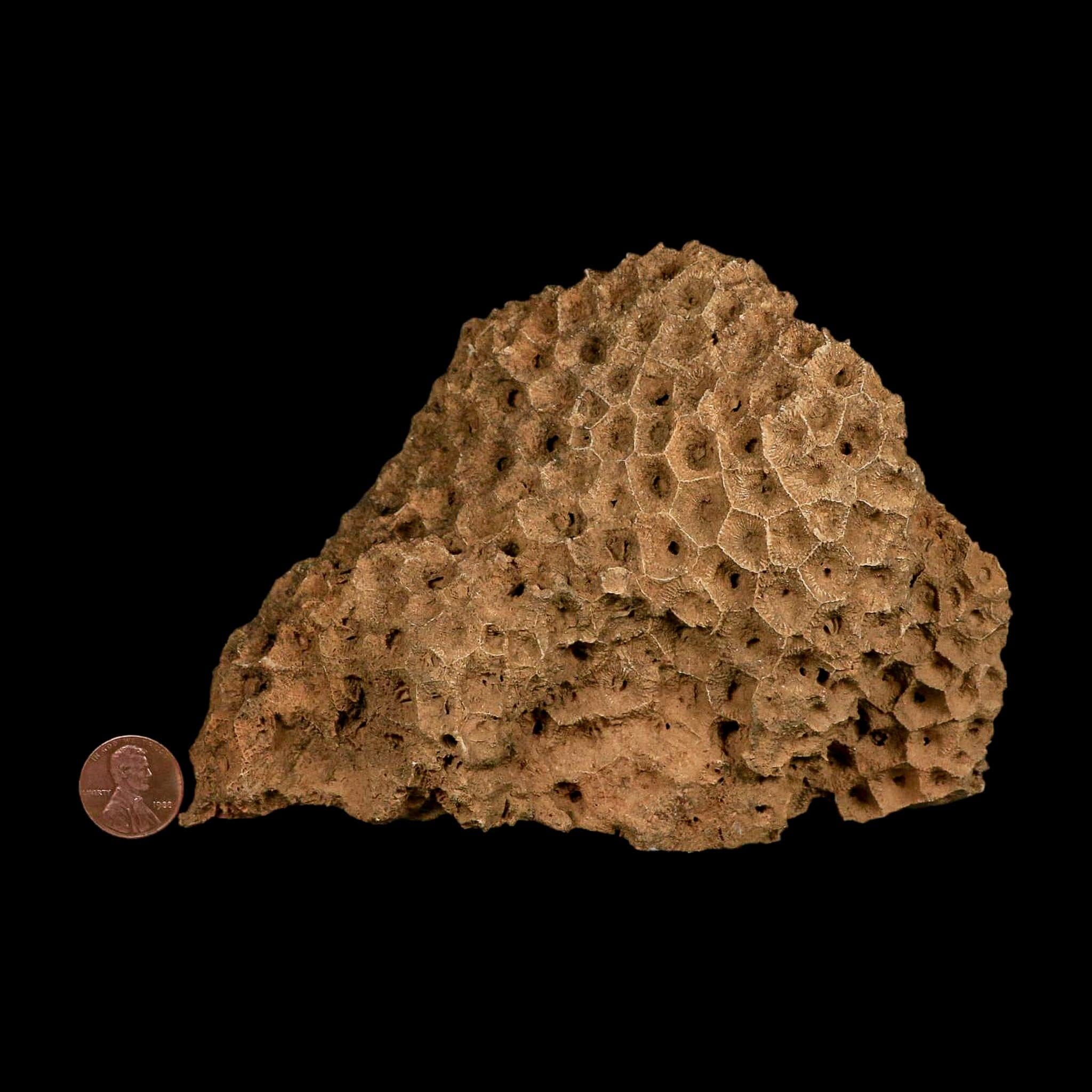 XL 5.8" Colonial Rugose Coral Fossil Devonian Age Speed Quarry, Clark County, Indiana - Fossil Age Minerals