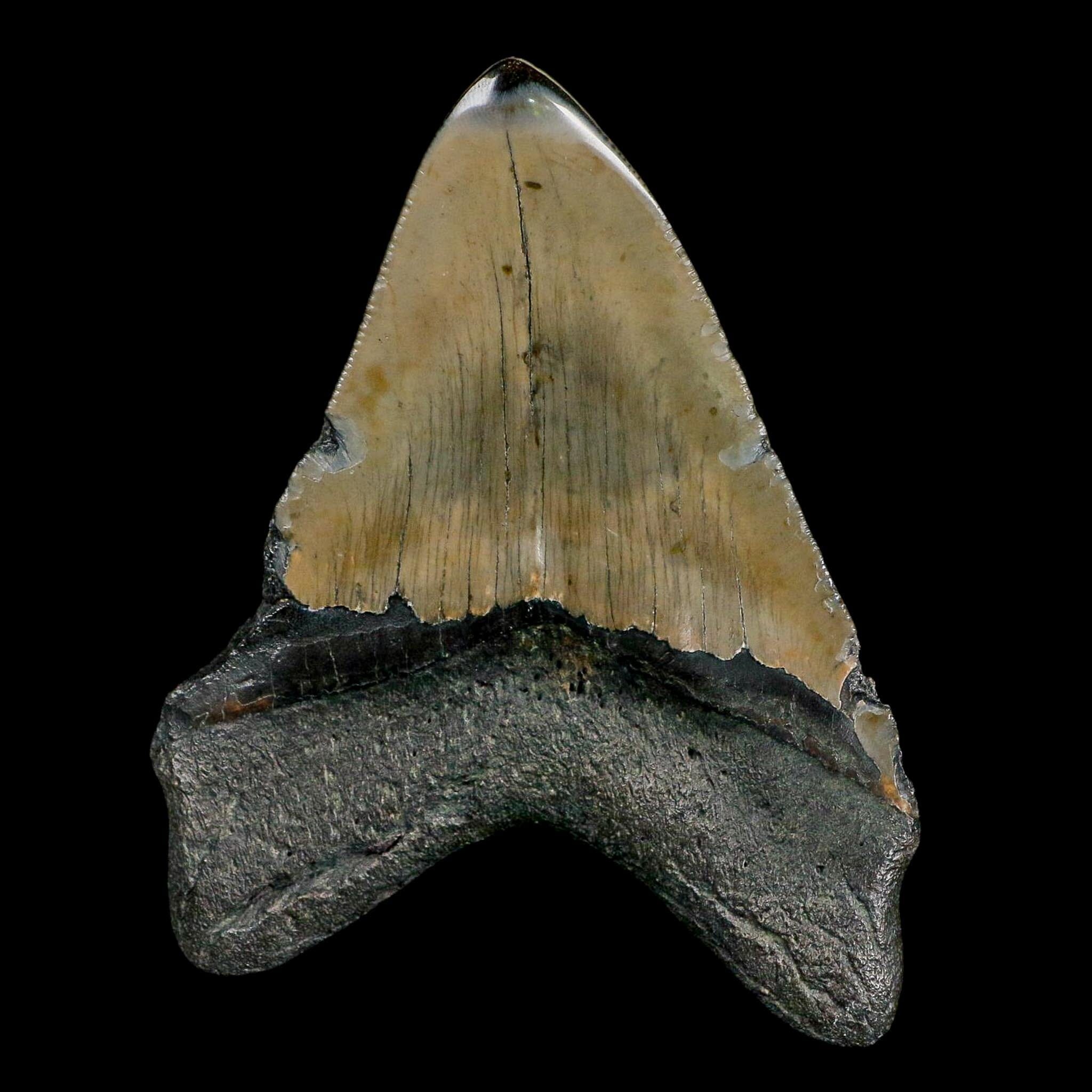 3.8" Quality Megalodon Shark Serrated Tooth Fossil Natural Miocene Age COA