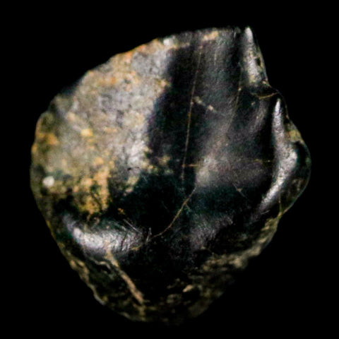 0.3" Ankylosaurus Fossil Tooth Judith River FM Cretaceous Dinosaur MT COA & Display - Fossil Age Minerals