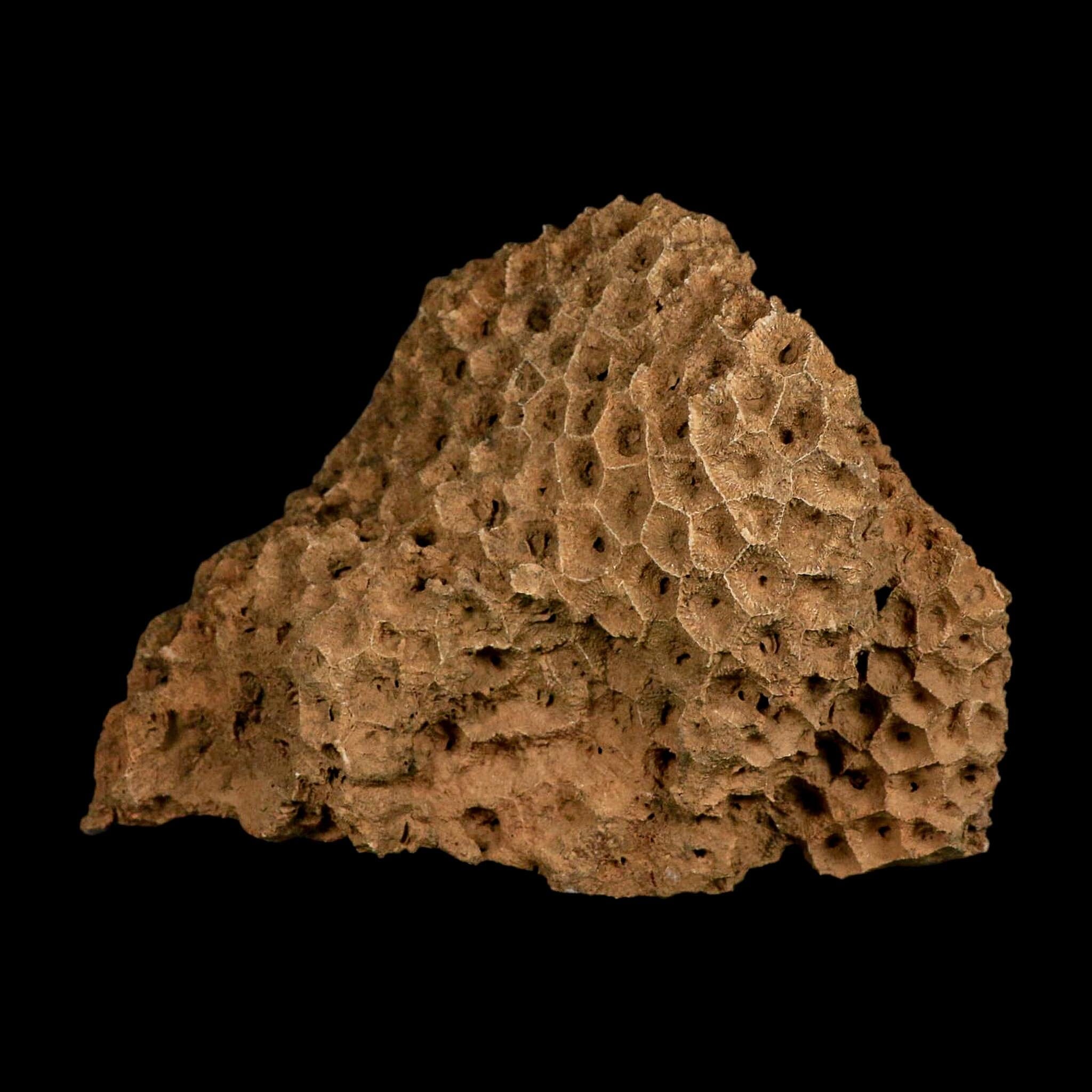 XL 5.8" Colonial Rugose Coral Fossil Devonian Age Speed Quarry, Clark County, Indiana - Fossil Age Minerals