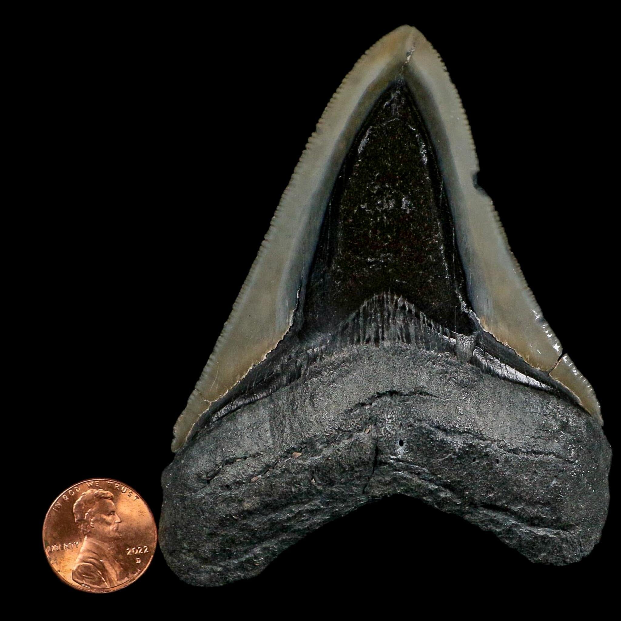 3.6" Quality Megalodon Shark Serrated Tooth Fossil Natural Miocene Age COA