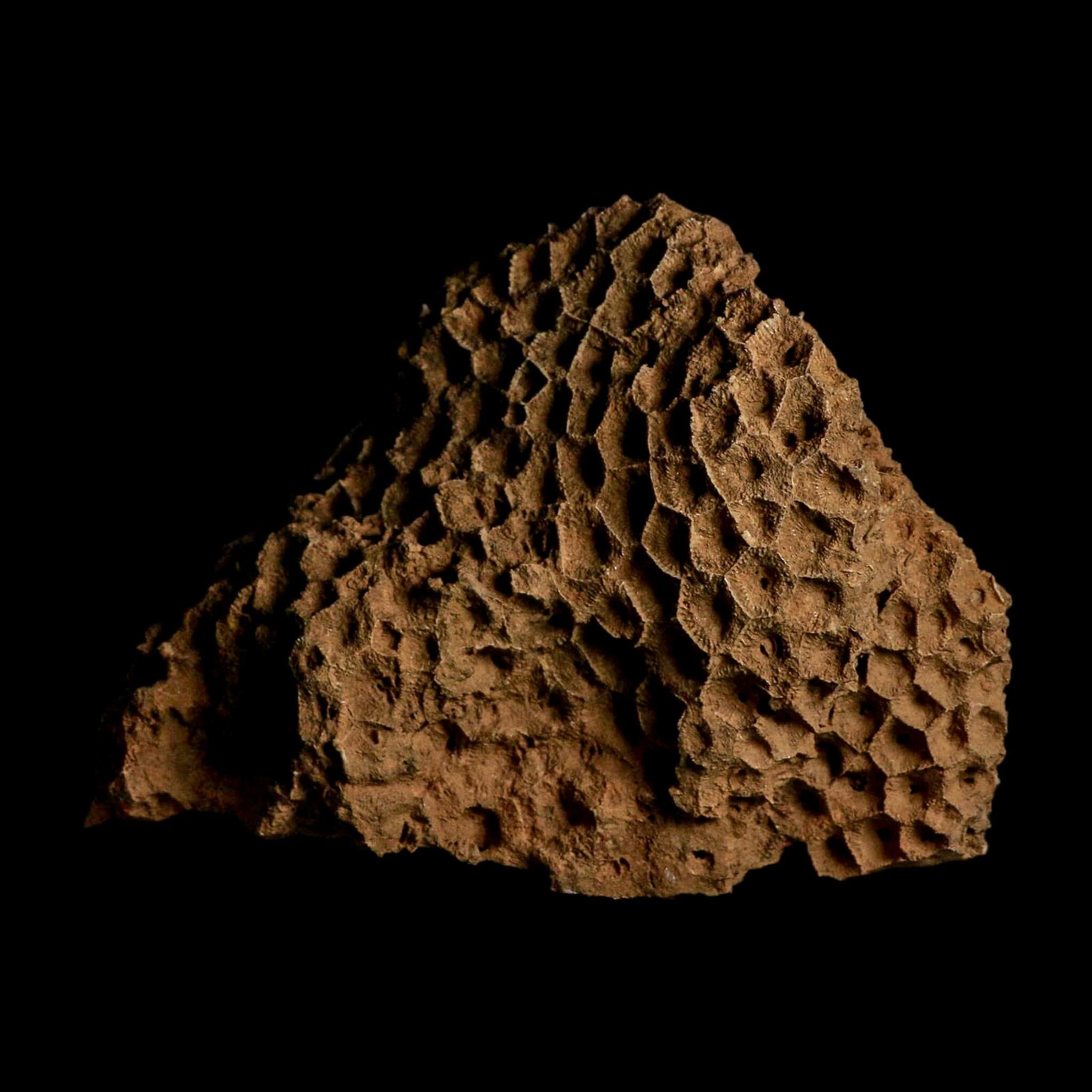 XL 5.8" Colonial Rugose Coral Fossil Devonian Age Speed Quarry, Clark County, Indiana - Fossil Age Minerals